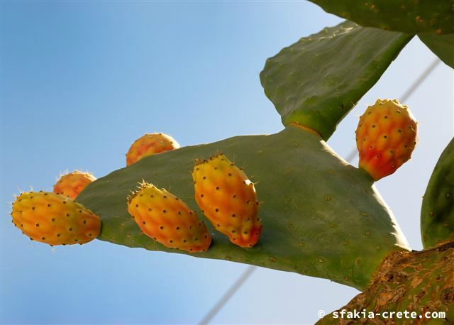 Photo report of a trip around Sfakia, September - October 2007